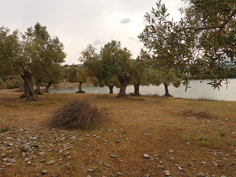 Aegaeobuthus gibbosus da Tessaglia, Grecia